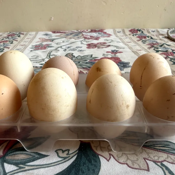 Fresh free-range desi eggs from Zareen Farms